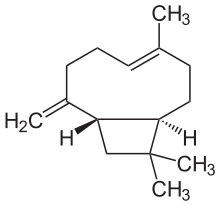 Caryophyllene Oxide Terpene